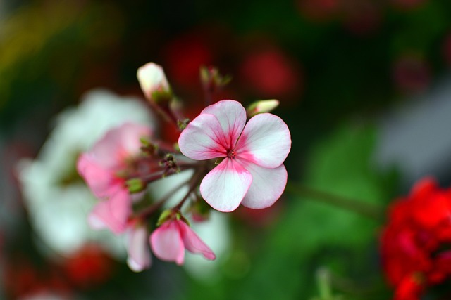 G49782f55179e897c23eccd2032935ba3f33288b9ba407b95be76a71ffc7bd50241f5fc089893487b36e8972a88ba6a21e4391d5b9685cfb1c23c85636b926fec 640